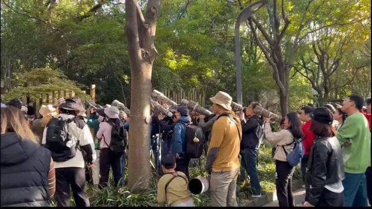 皇冠足球平台代理申请
_百年罕见！首次在上海被目击皇冠足球平台代理申请
，有人专门从北京“打飞的”赶来